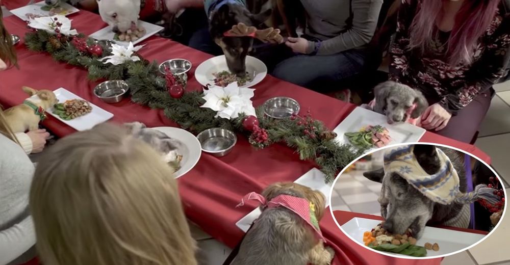 30 perritos sin hogar celebran la Navidad de su vida sin saber que cumplirían su sueño