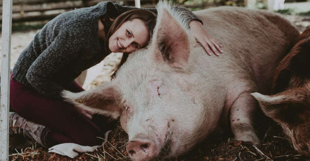 Este cerdito de más de 300 Kg que estaba rondando en las calles sólo busca que alguien lo ame