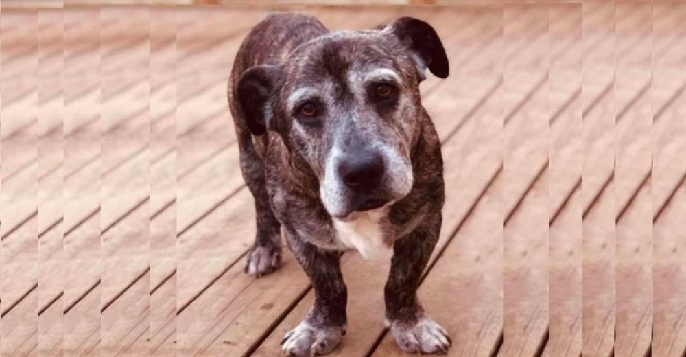 Perrito anciano con las patas más cortas simplemente no consigue un hogar, siempre lo devuelven