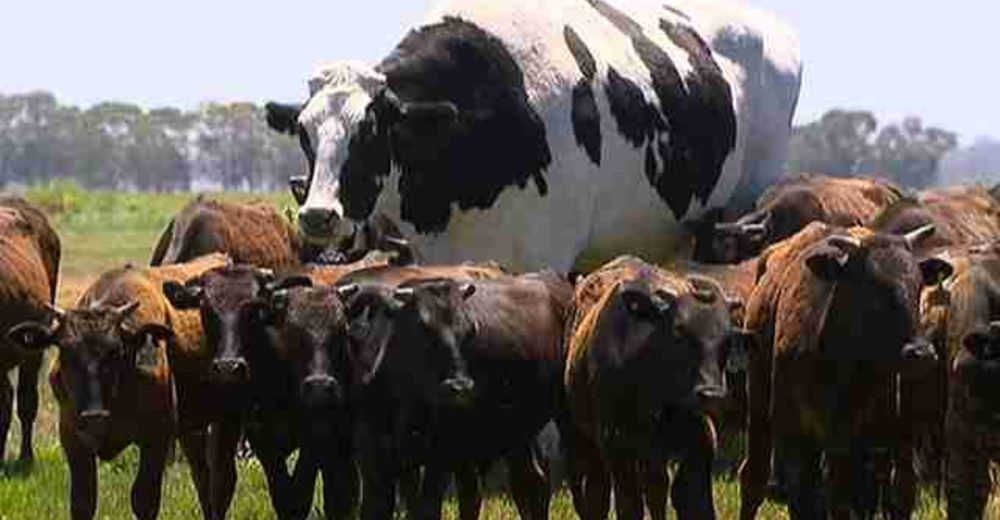 La triste historia detrás de la foto de la vaca gigante que se volvió viral