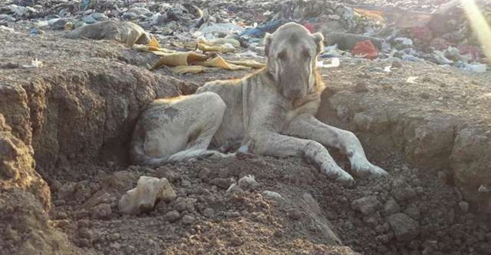 Vio la foto de un perro anciano viviendo en un basurero y supo que debía hacer algo al respecto