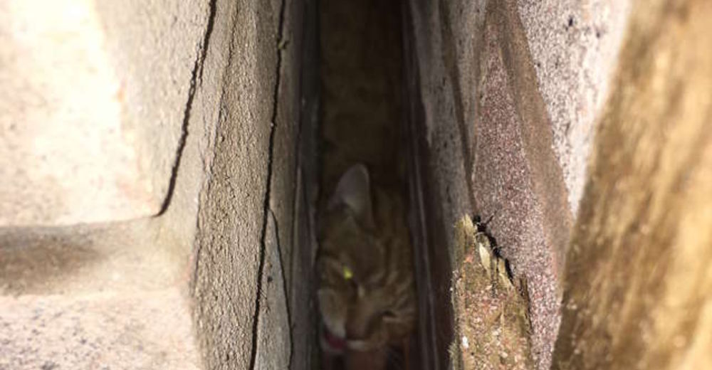 Este gatito quedó atrapado en un lugar imposible, pero supo cómo pedir ayuda