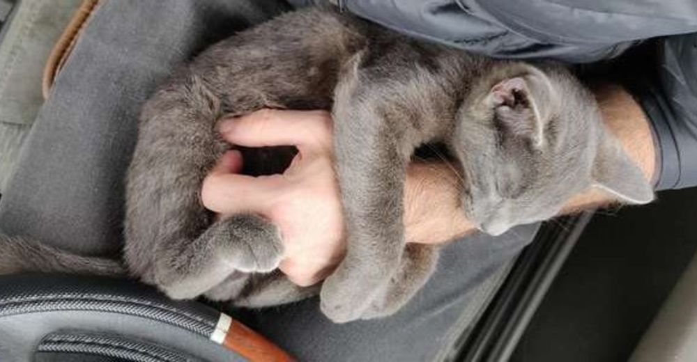 Este gatito sin hogar le pidió ayuda a este hombre y desde entonces no quiso soltarlo más