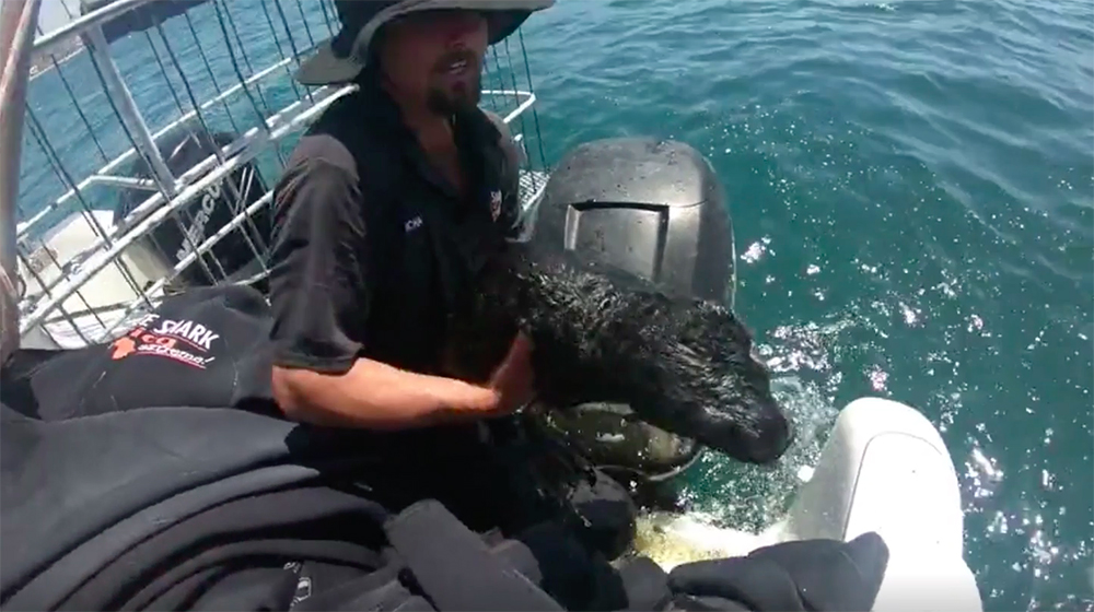 El tripulante de una embarcación salva la vida de una foca bebé y la reúne con su madre