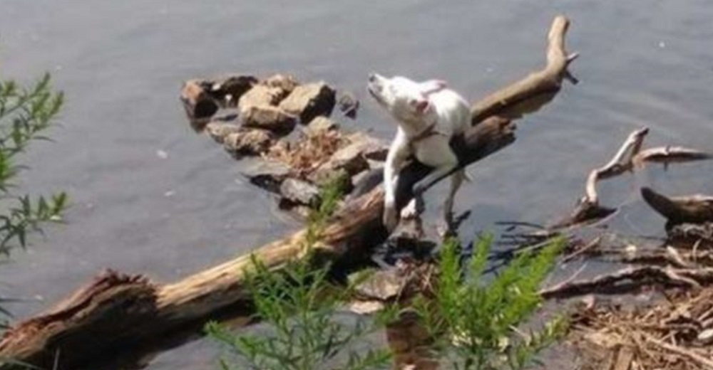 Abandonan a una perrita atada en un peligroso canal, pero no deja de luchar por su vida