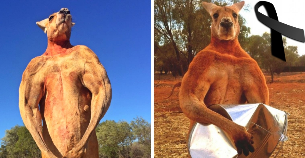 Roger, el canguro musculoso que arrasó Internet, muere a los 12 años rodeado de amor