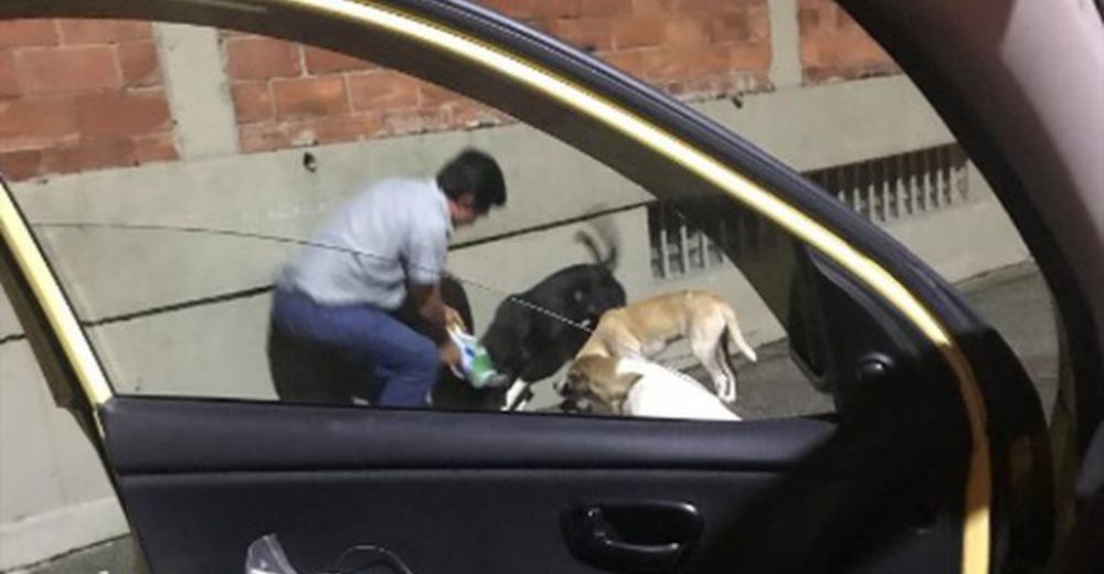 El gesto de un taxista que detuvo el auto para alimentar a unos perritos da la vuelta al mundo