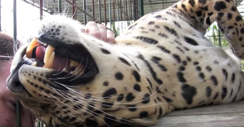 Acaricia a un enorme leopardo rescatado y la respuesta vocal del animal se hace viral