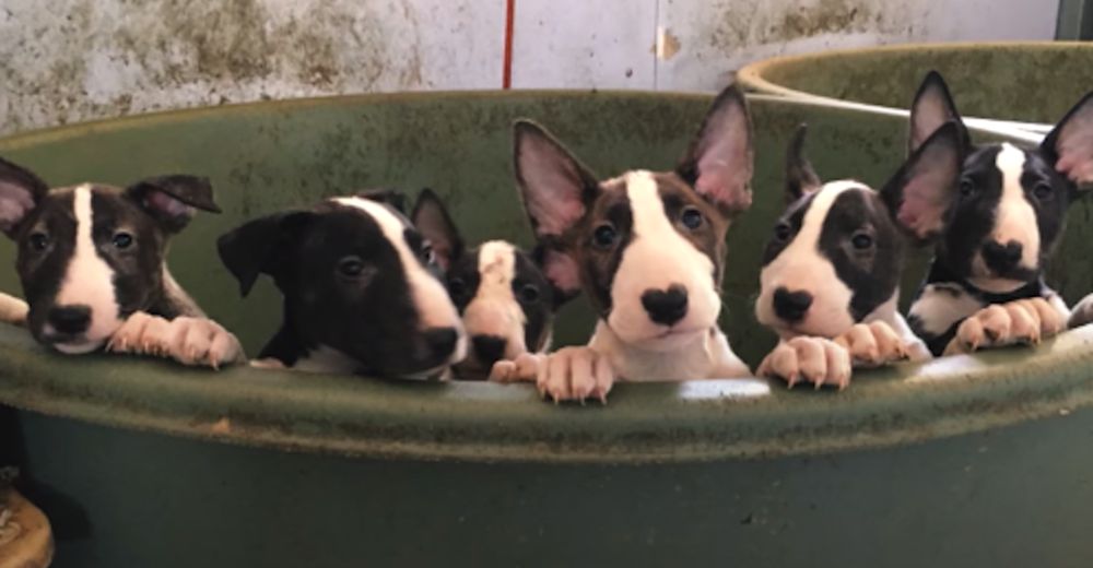 Llamaron a estos rescatistas por 5 Bull Terriers y terminaron salvando a 110 perros