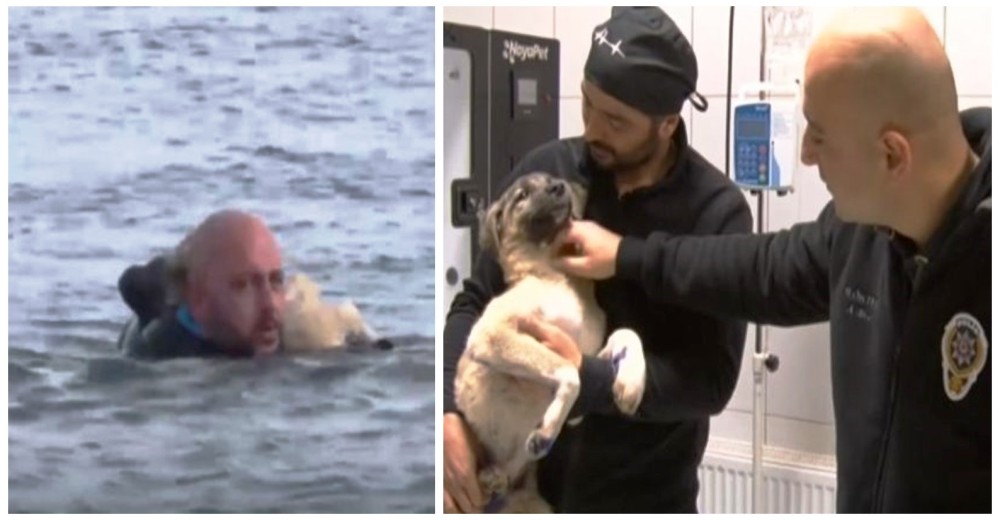 Policía lo arriesga todo por salvar a un perrito en un lago congelado y no puede separarse de él