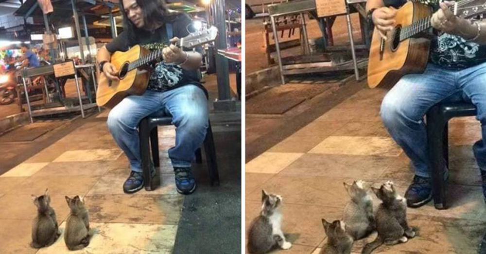 Cuatro gatitos se convirtieron en el mejor público de este cantante callejero