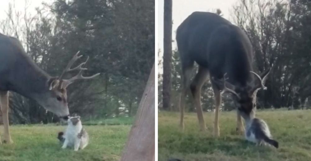 Inusual pareja de un ciervo y un gatito son atrapados infraganti en una adorable sesión de besos