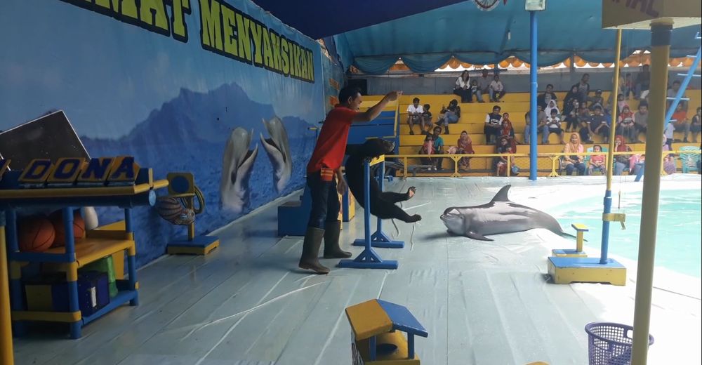 Este circo forzó a sus delfines a salir a tierra firme para que las personas se tomaran selfies