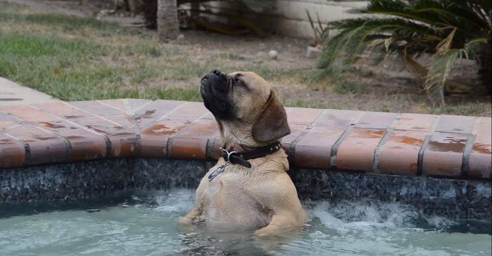 Cuzzie, el perrito que revolucionó Internet tras descubrir lo relajantes que son los jacuzzis