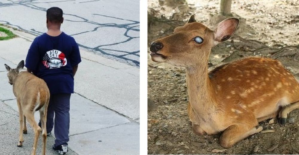 Este niño ayuda a un ciervo ciego a buscar comida todos los días antes de irse a la escuela