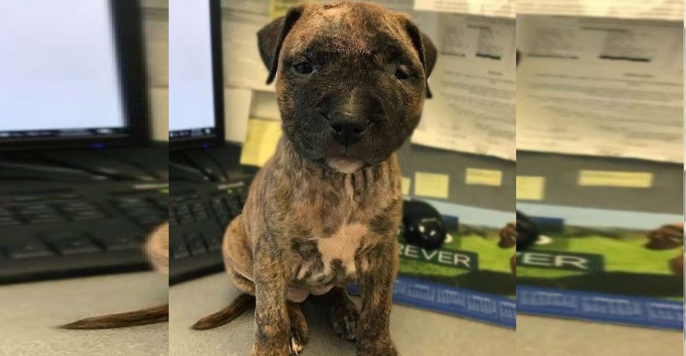 Esta cachorrita abandonada en un contenedor nunca pensó que alguien la ayudaría