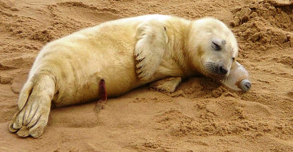 Una foca bebé toma una siesta y no encuentra otra cosa como almohada que una botella de plástico