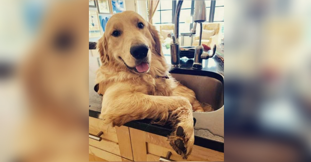 Un perrito se rehúsa a bañarse fuera del fregadero de la cocina