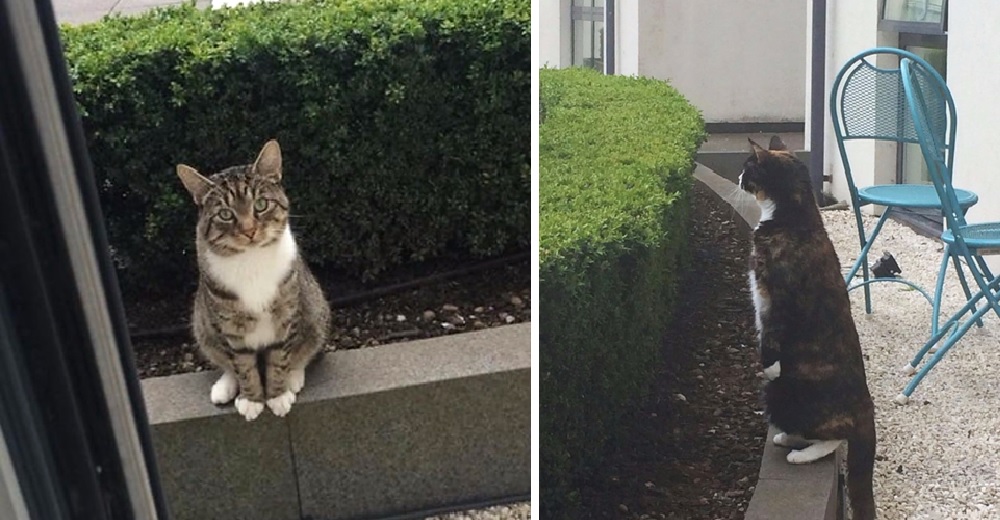 Un gatito espera todos los días en la puerta de su vecino para darle un beso a su mejor amiga