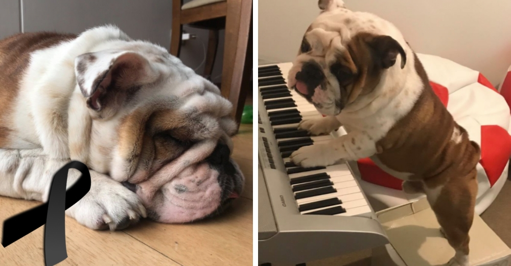 Un bulldog inglés pierde la vida porque su corazón no pudo resistir al estruendo de los petardos