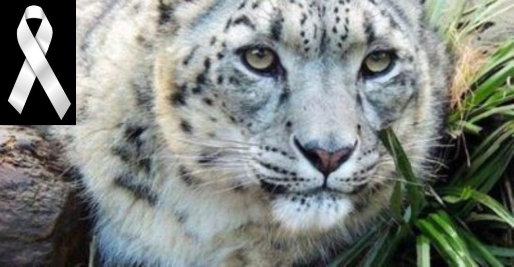 Una acelerada decisión humana acaba cobrando la vida de un inocente leopardo de nieve