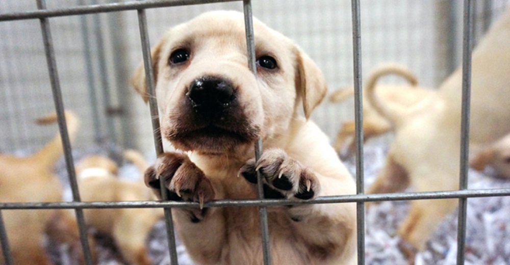 Una nueva ley obliga a las tiendas de mascotas a vender sólo animales rescatados de los refugios