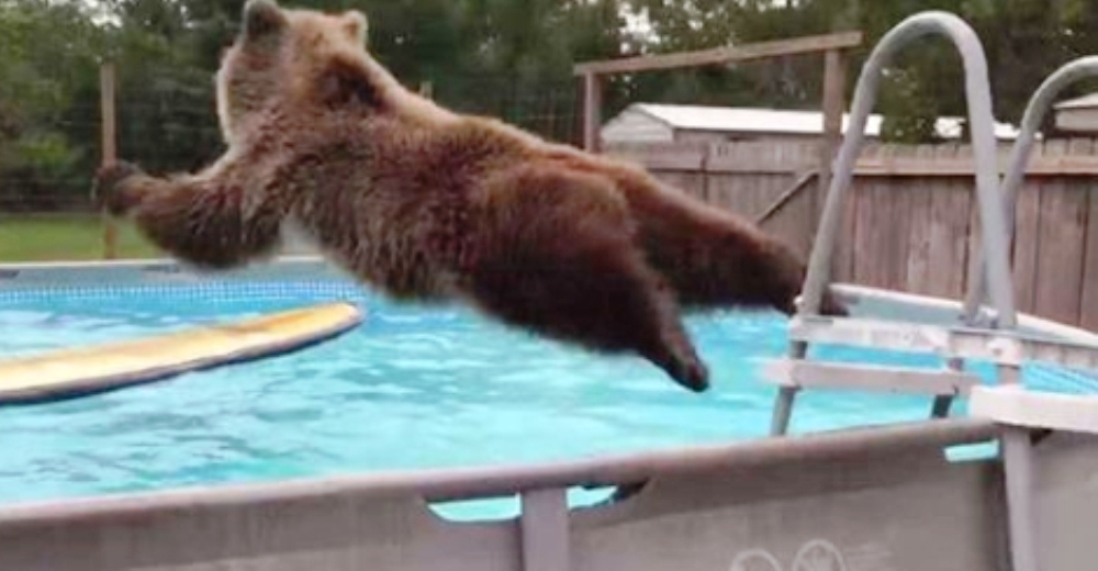 Un oso enamora con su reacción después de descubrir la mejor manera de clavarse en una piscina