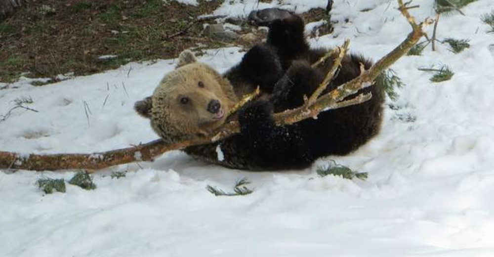 Un oso rescatado que perdió la capacidad de hibernar juega con la nieve por primera vez