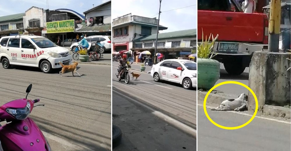 Corre desesperadamente entre los autos buscando ayuda para su cachorro atropellado