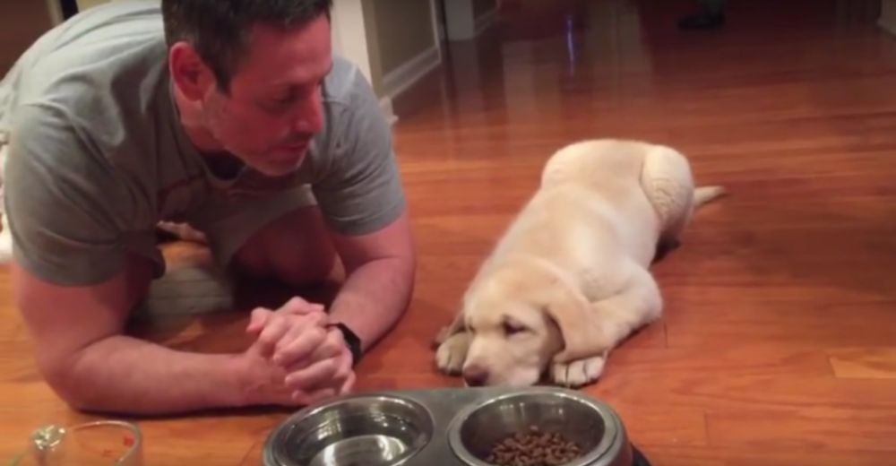 Graban al cachorro de 11 semanas que no puede comer si antes no reza