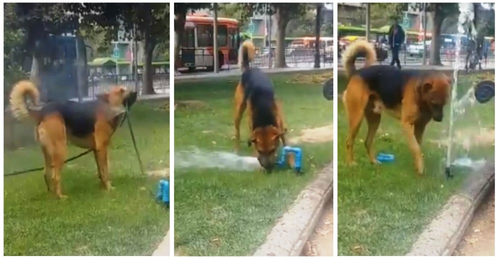 Perritos sedientos se metieron en un gran lío, intentaron salir del apuro pero todo fue peor