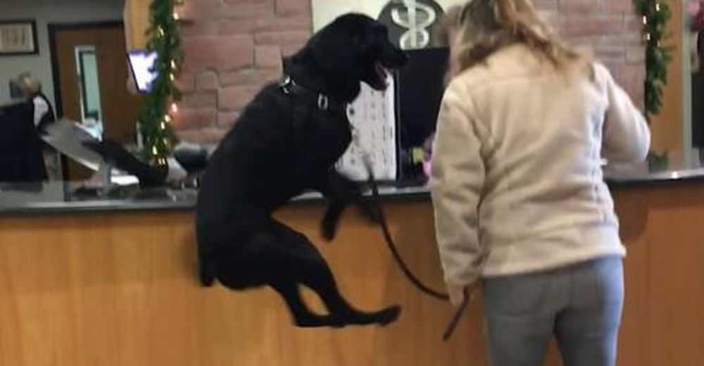 Endo, el alocado perrito que hace de todo cuando llega al veterinario, excepto ponerse triste