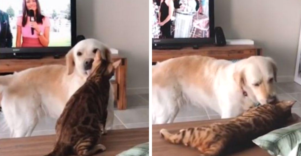 La adorable respuesta de un gato al recibir las infinitas caricias de su mejor amigo canino