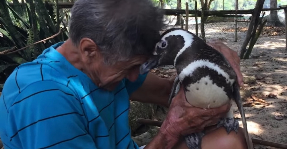 Un pingüino nada 8.000 kilómetros cada año para visitar al hombre que le salvó la vida