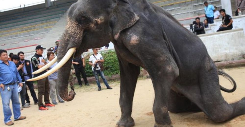 Elefantes esqueléticos en un zoo indignan tanto a las autoridades que intervienen de inmediato