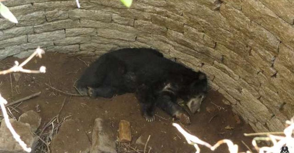 Llantos de dolor provenían de un pozo, cuando se acercó supo que tenía que pedir refuerzos