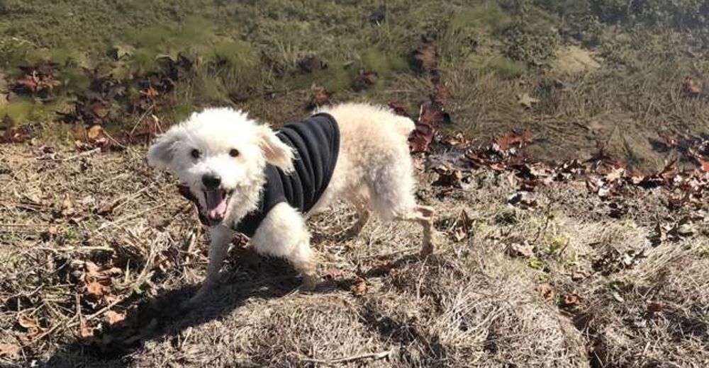 Perrito callejero en fase terminal tenía los días contados hasta que alguien lo quiso de verdad