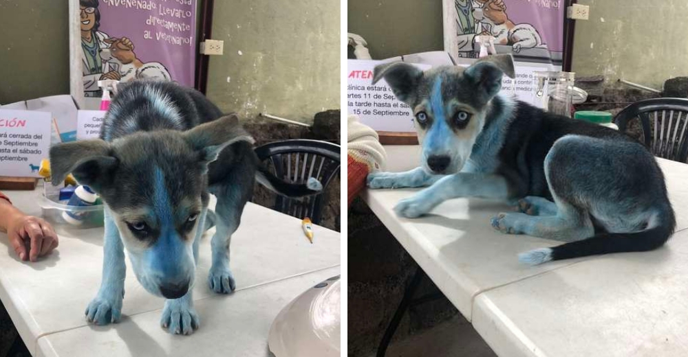 Un perro impacta a los veterinarios por el color azulado de su piel