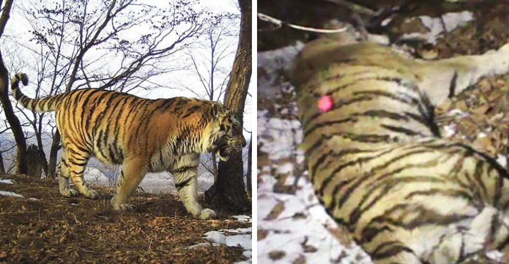 Un tigre gravemente herido recurre a los humanos en busca de ayuda