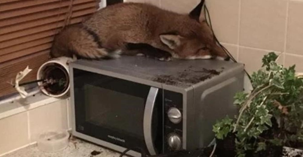 Una mujer entra a su cocina y se encuentra con un pequeño zorro acurrucado sobre el microondas