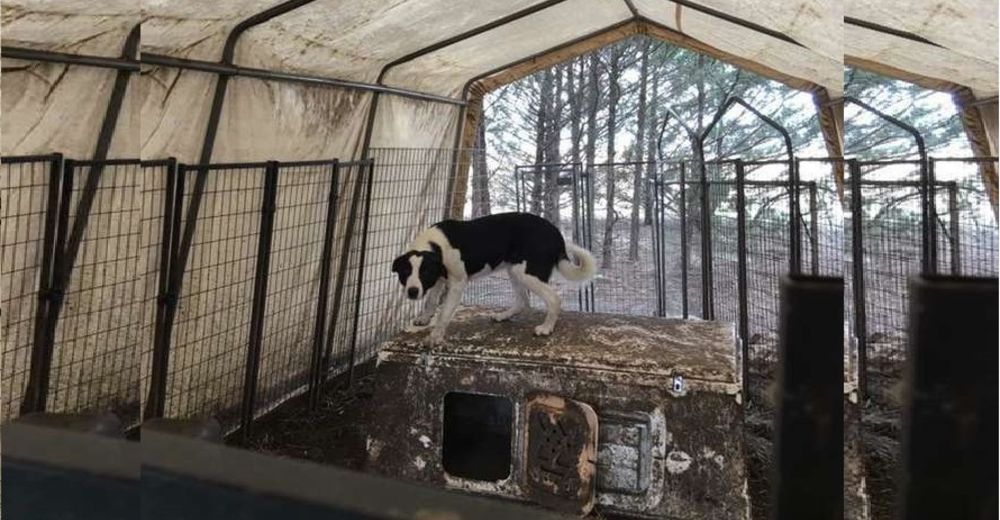 Sigue a unas vacas tras escapar de un criadero y logra que otros 16 perros sean rescatados