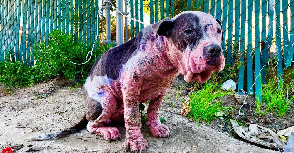 Pintada con aerosol y atada con un cable a una cerca… Pero ella sólo perdona