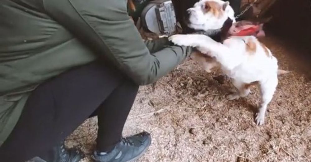 Gracias a un gran corazón, esta perrita fue rescatada del infierno congelado en que vivía