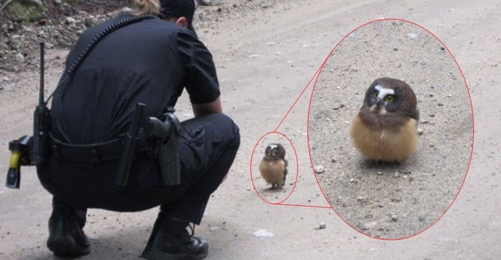 Un oficial de policía se encuentra con un búho bebé y tienen la más adorable conversación