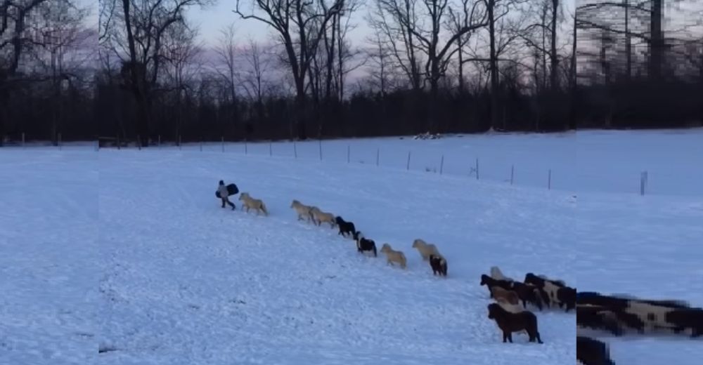 Un niño da un paseo en trineo y cerca de 20 caballitos miniatura no se quieren quedar atrás