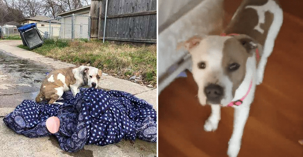 La abandonaron sólo con una manta, sin agua y sin comida – Pero conocería el verdadero amor