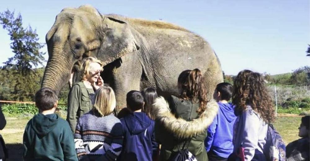 La triste historia de Dumba, la elefanta que ha vuelto a aparecer esquelética en un zoo