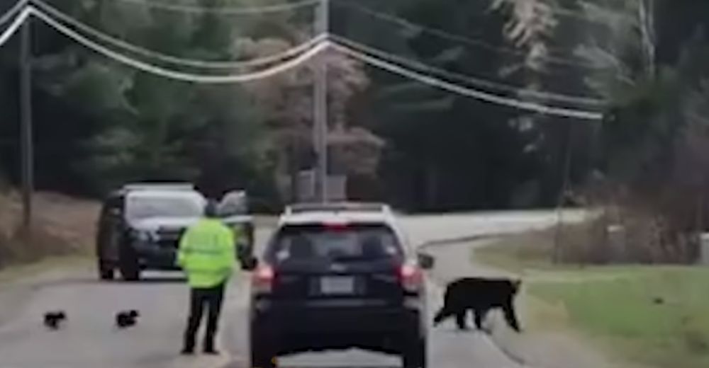 Mamá osa cruza la calle una y otra vez – Un policía mira a un lado del camino y lo entiende todo