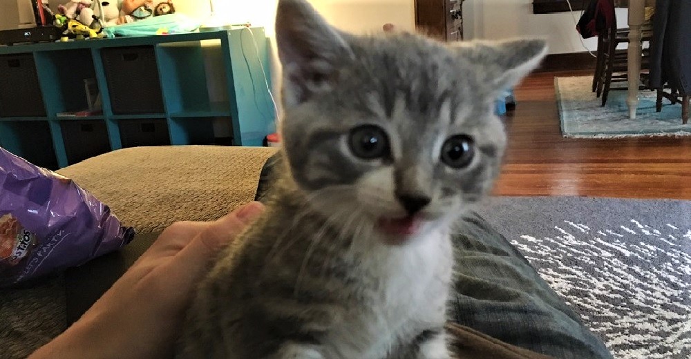 Una gatita llega del bosque directo a la casa de una familia pidiendo ser adoptada