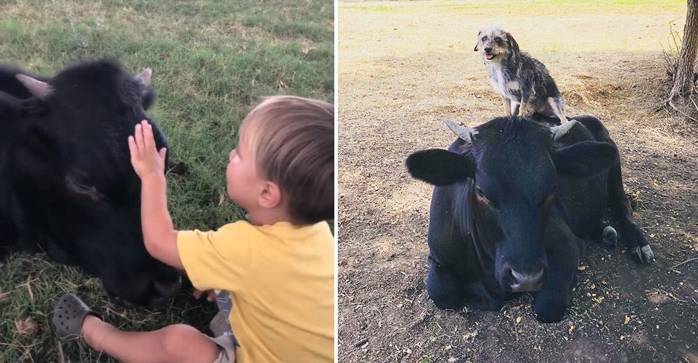 La peculiar amistad de una becerra rescatada y un pequeño niño inspira la creación de un refugio